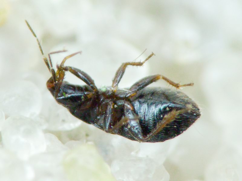 Anthocoridae Fieber, 1837